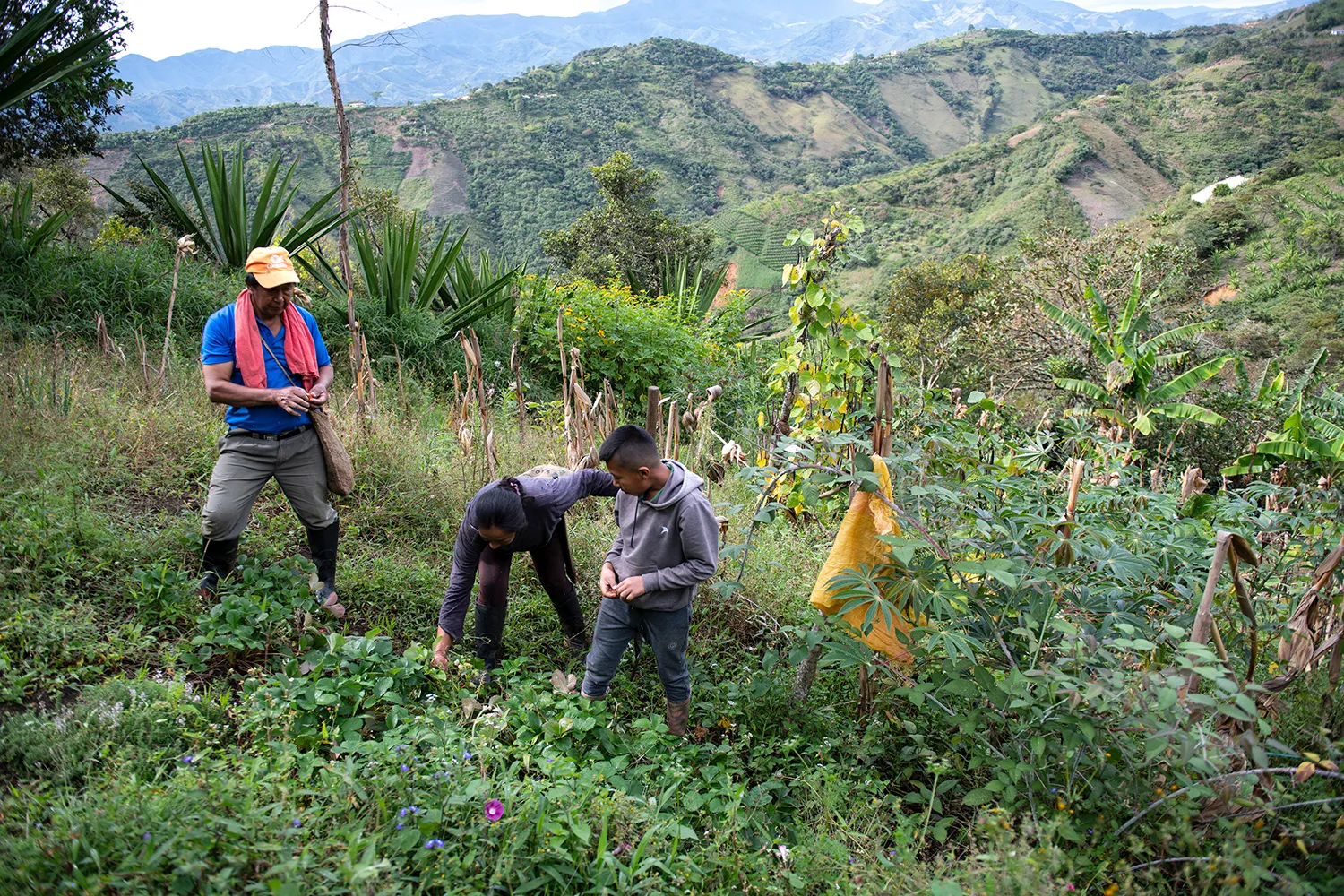 Anbau von Lebensmitteln auf der Finca