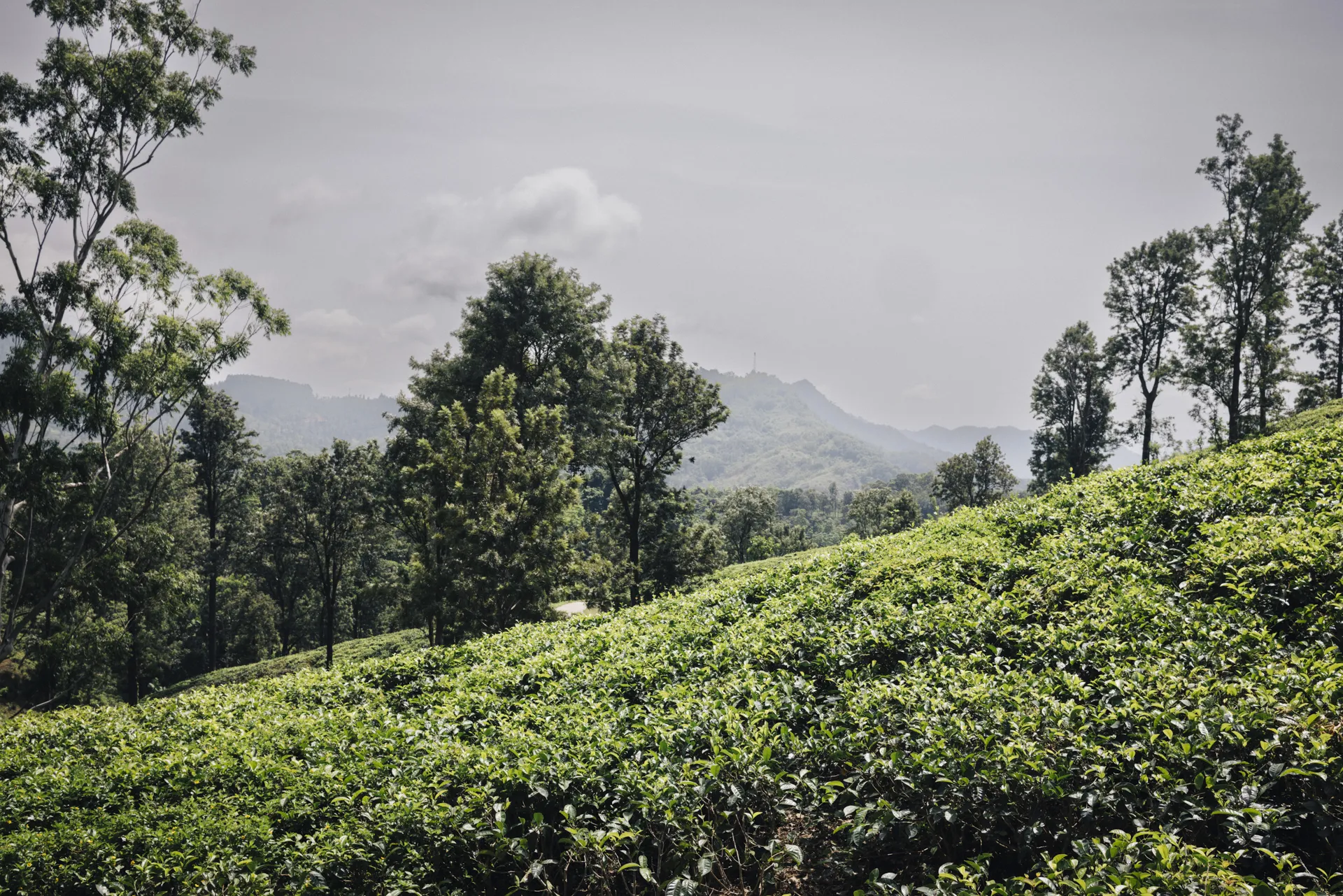 02_KiFa_25_Sri_Lanka_Tee-(c)_Harms_Misereor
